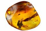 Detailed Fossil Millipede, Centipede and Three Spiders in Baltic Amber #173707-2
